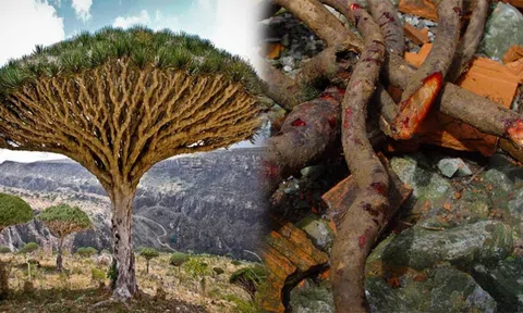 Kỳ lạ loại cây 'chảy huyết' khi bị chặt hạ