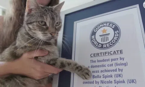 Chú mèo 14 tuổi lập kỷ lục Guinness về tiếng kêu to nhất thế giới