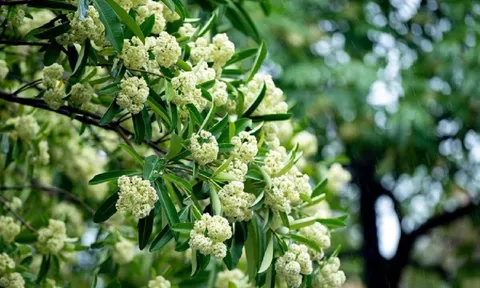 Hoa sữa có nên trồng trước cửa nhà?