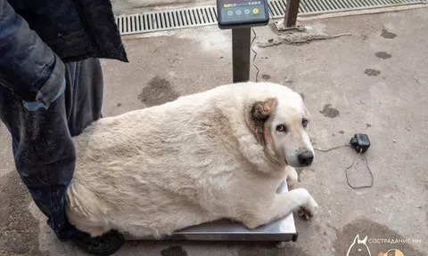 Chú chó 'vô gia cư' sở hữu cân nặng lên đến 100kg