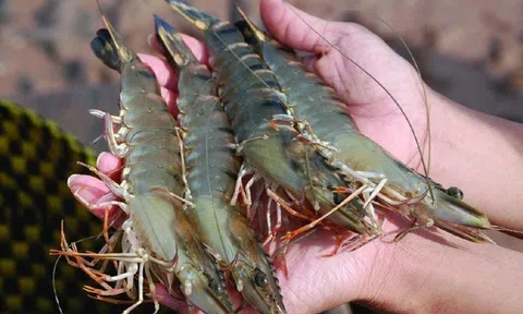 Không cần tinh mắt vẫn nhìn ra tôm bơm tạp chất nếu chú ý những điểm này