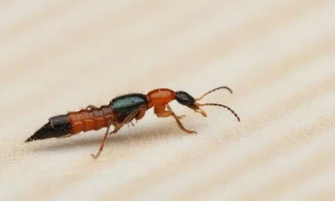 Mùa kiến ba khoang sản sinh, bỏ túi ngay các phương pháp đuổi kiến ba khoang trong nhà