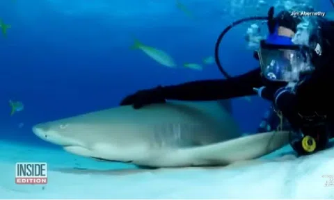 Người đàn ông làm bạn với cá mập hổ dài gần 5m trong hơn 20 năm
