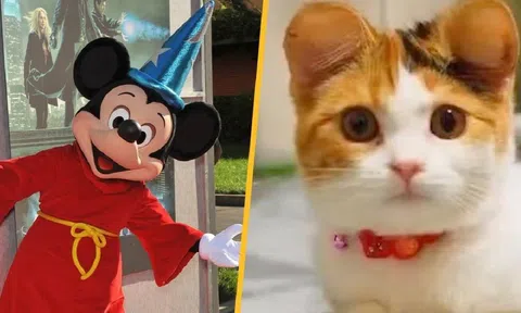 Trào lưu 'tai Mickey' nở rộ bất chấp những nguy hiểm và đau đớn thú cưng phải đối diện