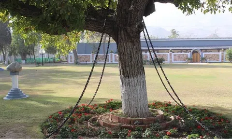 Lạ lùng: Cây xanh giữa công viên hứng chịu xiềng xích trong suốt 125 năm
