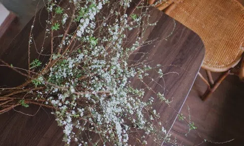 Hướng dẫn chọn tuyết mai đẹp chơi tết, lưu ý cách cắm tuyết mai sao cho bền đẹp nhất