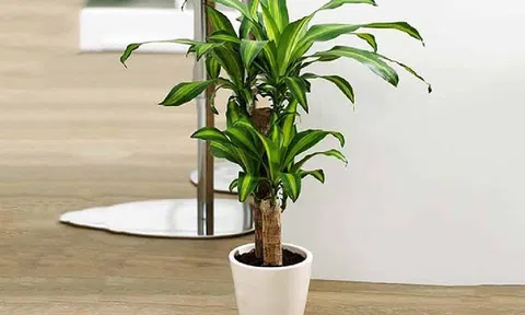 4 lưu ý trưng cây cảnh ngày Tết, tránh phạm phong thủy khiến tài lộc hao tổn