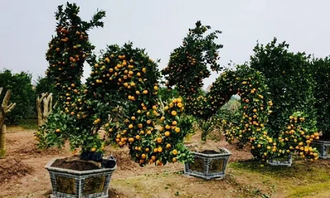 Những vị trí đặt cây cảnh ngày Tết thu hút tài lộc, giúp gia chủ đồi dào vượng khí