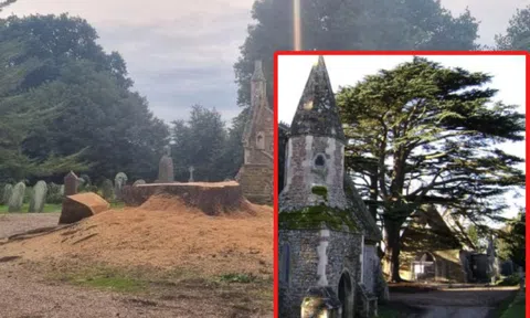 Cây tuyết tùng Lebanon 800 tuổi quý hiếm bị chặt hạ