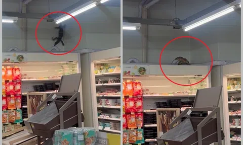 Clip: Thằn lằn 'Godzilla' khổng lồ đột nhập vào siêu thị mini khiến cô gái trẻ thất kinh