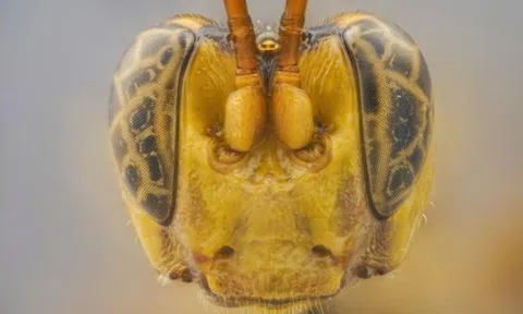 Phát hiện loài ong bắp cày 'ma cà rồng' mới ở Amazon có khuôn mặt đáng sợ, ăn con mồi từ trong ra ngoài