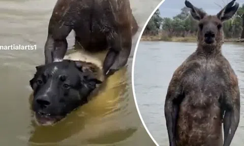 Thấy chú chó cưng bị dìm dưới sông kêu gào thảm thiết, người đàn ông vội lao tới lại chứng kiến cảnh tượng kinh hoàng