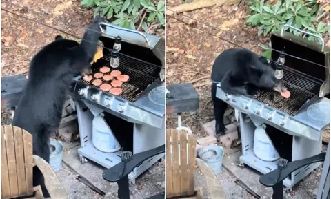 Clip: Gấu đen đột nhập phá hỏng bữa tiệc nướng của một gia đình, ăn ngấu nghiến 10 chiếc hamburger
