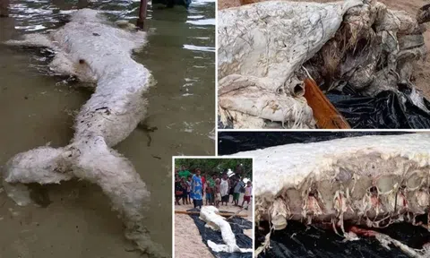 Sự thật việc phát hiện sinh vật kỳ lạ giống 'nàng tiên cá' dạt vào bờ biển