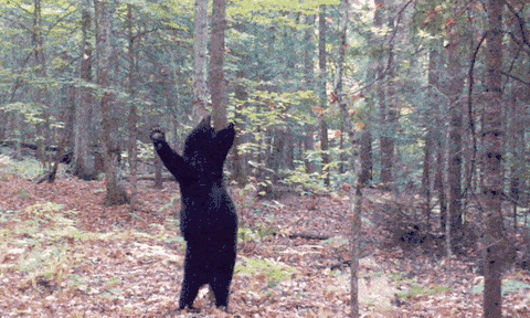 Video: Gấu đen nhảy cực vui nhộn, bị hiểu lầm là 'người đội lốt gấu'