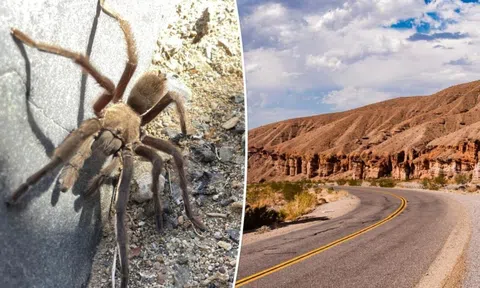 'Quái vật 8 chân' gây ra tai nạn giao thông, hồn nhiên rời đi mà không bị tổn hại gì