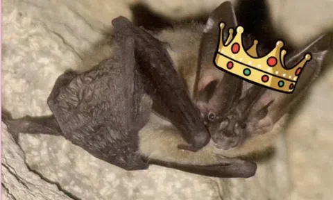 Lộ diện người chiến thắng cuộc thi nữ hoàng sắc đẹp... dơi