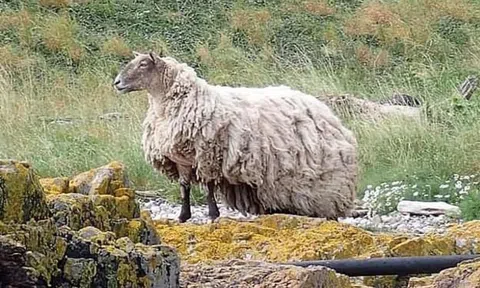 Ly kỳ cuộc giải cứu 'con cừu cô đơn nhất nước Anh' bị mắc kẹt trên bãi đá suốt 2 năm trời
