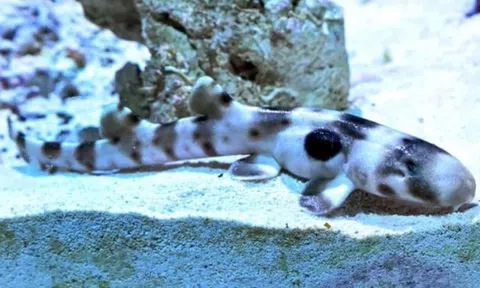 Cá mập epaulette sinh con mà không hề tiếp xúc với con đực