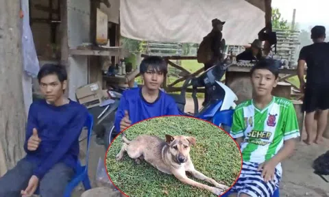 Ba thiếu niên đi lạc trong khu rừng cấm suốt ba ngày, thoát chết thần kỳ khi gặp một chú chó