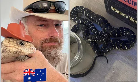 Nhầm tưởng rắn kim cương không có nọc độc, người đàn ông mang về nhà làm thú cưng và cái kết hú hồn