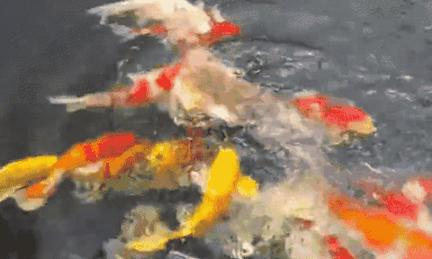 Chuyện lạ có thật: Mèo rơi xuống nước, bị đàn cá koi rượt đuổi, suýt bị làm mồi nhắm