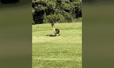 Video: Rắn hổ mang bò vào sân golf để trốn cầy mangut, người xem kinh hãi khi thấy cảnh tượng đáng sợ này