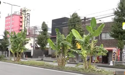 Đam mê làm nông dân thành thị, người đàn ông trồng chuối trên dải phân cách ai ngờ mất cả chì lẫn chài