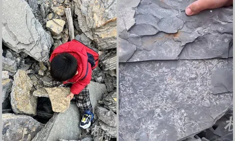 Đi leo núi, cậu bé 5 tuổi nhặt được tảng đá lạ, hóa ra là hóa thạch cổ sinh vật học 500 triệu năm tuổi
