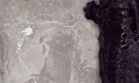 Đi thông cống, thợ sửa ống nước phát hiện sinh vật màu nâu sẫm, hóa ra là 'hóa thạch sống' cực kỳ quý giá