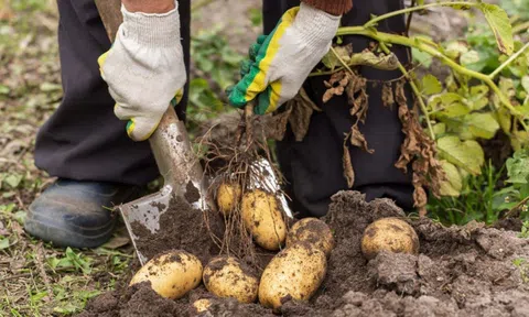 Bị phạt đi đào khoai tây, nam sinh tìm thấy kho báu Ai Cập cổ đại 4.000 năm tuổi
