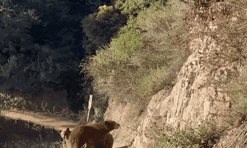 Quá phấn khích vì bắt gặp ba mẹ con nhà gấu nâu khi đi leo núi, cô gái đuổi theo và cái kết 'cảm lạnh'