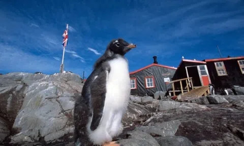 Bưu điện xa xôi nhất thế giới tuyển 4 người đếm số lượng chim cánh cụt với mức lương nghìn đô