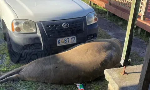 Người phụ nữ xin sếp đến muộn vì xe hơi bị con vật nặng 600kg 'phong ấn' trước cửa nhà