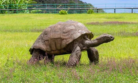 Cụ rùa đón sinh nhật 191 tuổi, là loài động vật sống trên cạn có tuổi thọ lâu đời nhất thế giới