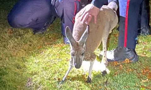 Kangaroo đấm thẳng vào mặt một cảnh sát trên đường đào tẩu