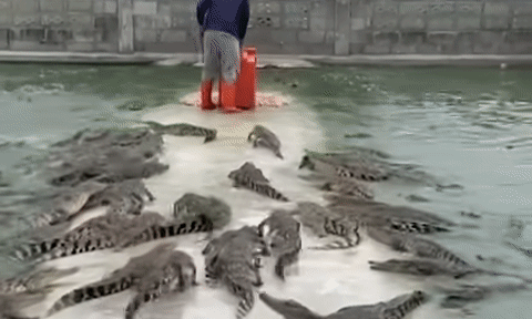 Toát mồ hôi xem cảnh người nông dân đi ủng cao su vào giữa ao hàng nghìn con cá sấu lúc nhúc