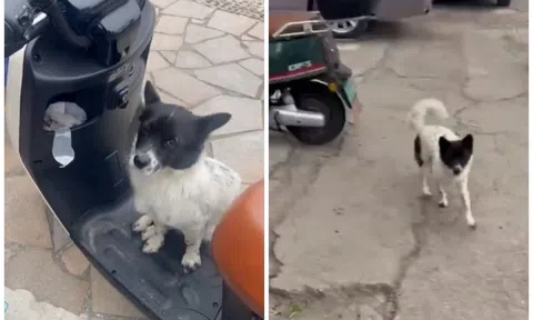 Được cho ăn bánh mì, con chó hoang đi theo ân nhân suốt 5km chỉ chờ đợi điều này