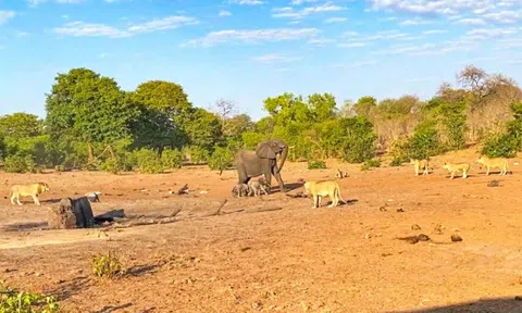 Chạm trán đàn sư tử, voi mẹ bất đắc dĩ hy sinh một trong hai voi con để bảo vệ con còn lại