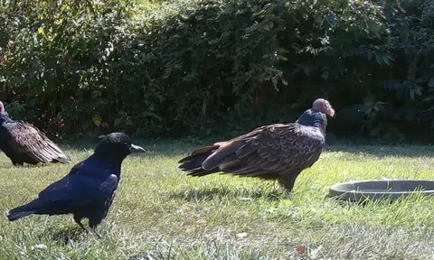 Quạ đen giở mánh khóe nhỏ, khéo léo đuổi được hai con kền kền để độc chiếm nước uống