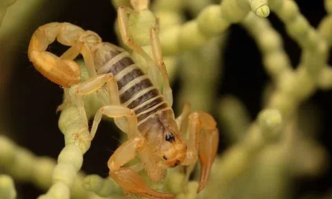 Phát hiện loài bọ cạp có nọc độc hoàn toàn mới ở sa mạc đang có nguy cơ tuyệt chủng