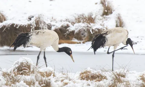 Bắt 'chim thần cao nguyên' sếu cổ đen về làm thịt, người đàn ông có thể phải ngồi tù 10 năm