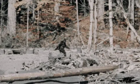 Những trường hợp tận mắt nhìn thấy quái vật Bigfoot thuyết phục nhất từ trước tới nay