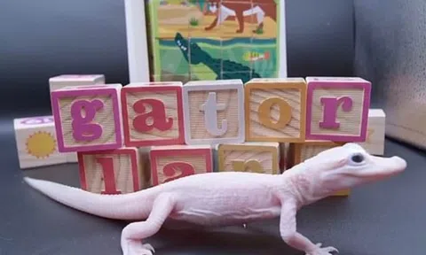 'Cá sấu hiếm nhất thế giới' vừa chào đời với đôi mắt xanh như pha lê, toàn thân màu trắng đục