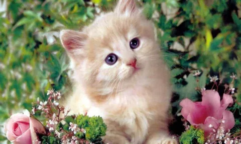 Trong ba tháng tới, những con giáp này gặp toàn chuyện vui, vận may ập vào nhà, ngồi không cũng giàu