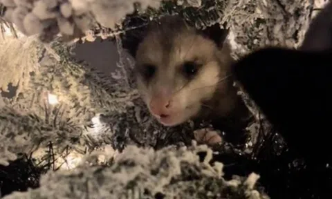 Nghe thấy tiếng hắt hơi nhẹ, người phụ nữ tá hỏa khi phát hiện vị khách không mời trốn trong cây thông Noel