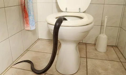Bồn cầu tắc 2 tuần, chủ nhà kiểm tra liền kinh hãi phát hiện loài vật nguy hiểm này đăng nằm bên trong