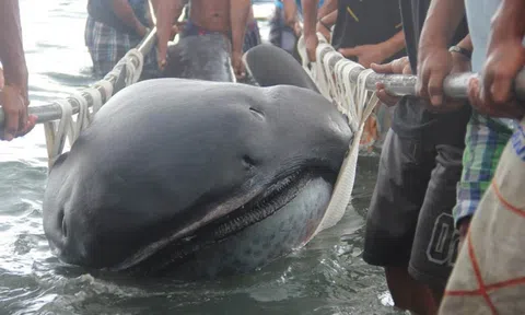 Phát hiện xác 'cá quái vật' khổng lồ dài 5,4m trôi dạt vào bãi biển, giải quyết một bí ẩn lâu đời trên thế giới