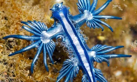 Hàng trăm sinh vật biển quý hiếm dạt vào bãi biển nhưng không ai dám đụng vào vì siêu độc