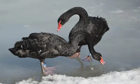 Hành động lạ của cặp thiên nga đen khi chứng kiến hai nam du khách cứu đàn con bị mắc kẹt trên lớp băng cứng